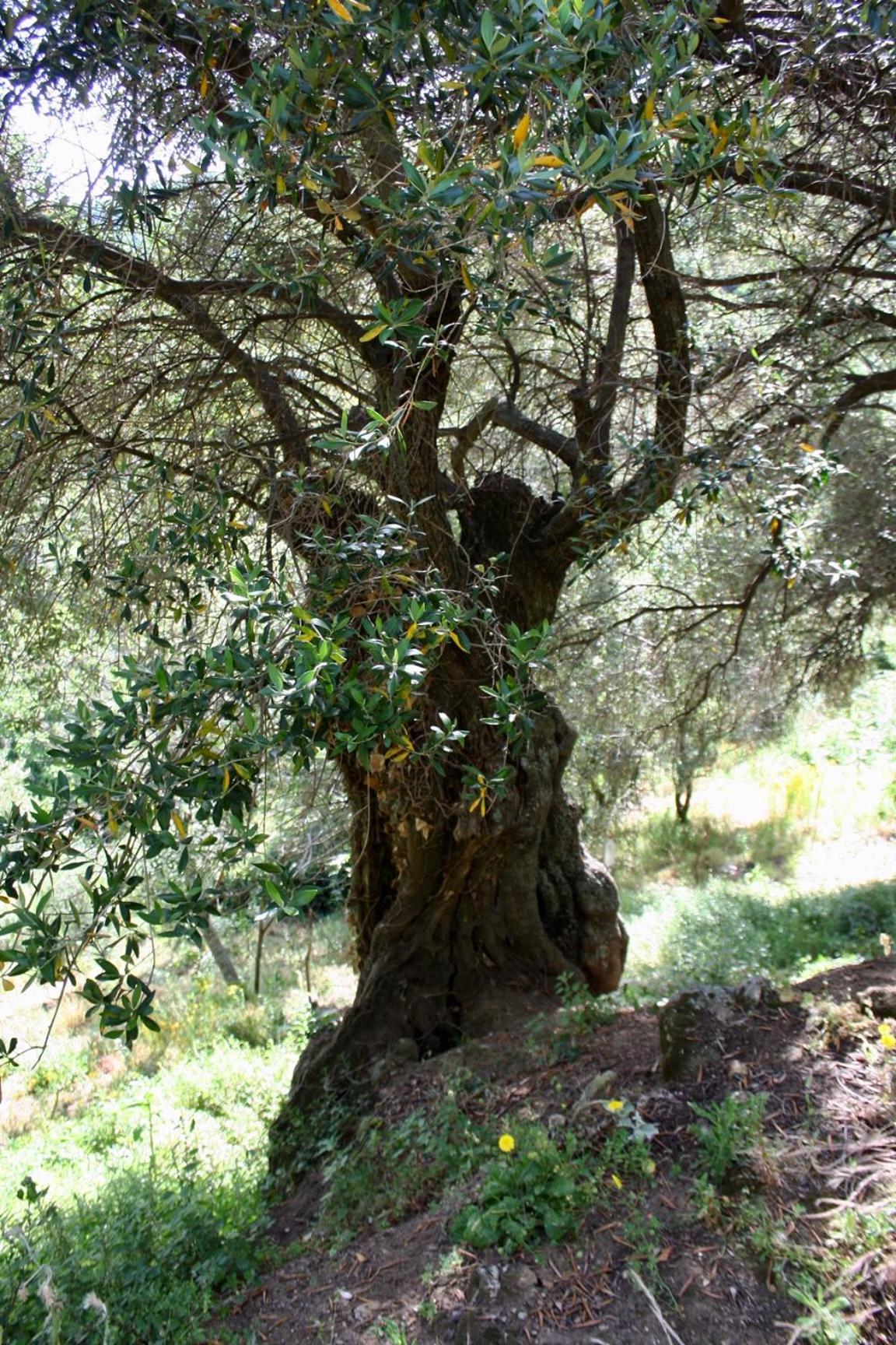 Costa Di Sognu Βίλα Εξωτερικό φωτογραφία