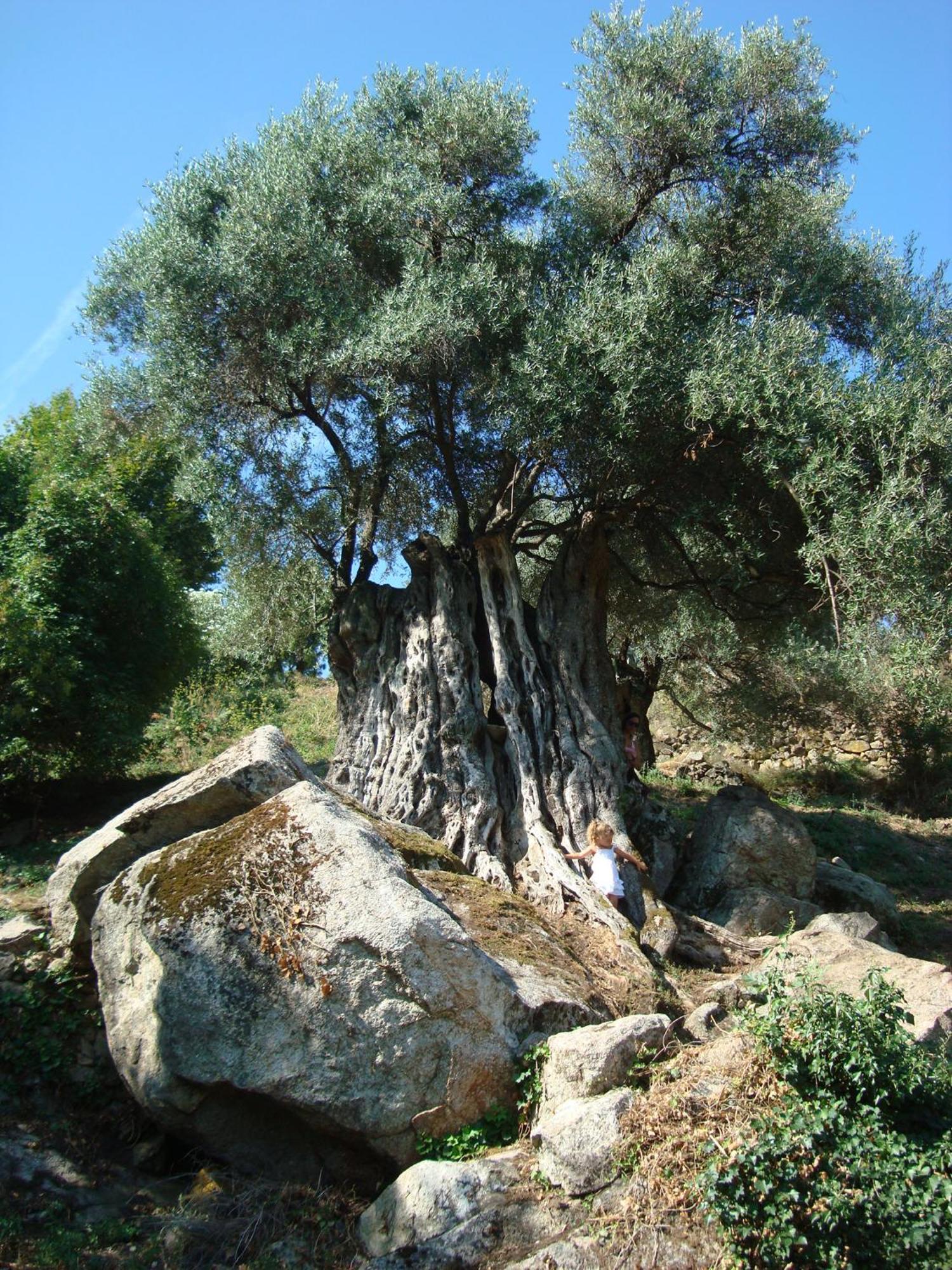 Costa Di Sognu Βίλα Εξωτερικό φωτογραφία