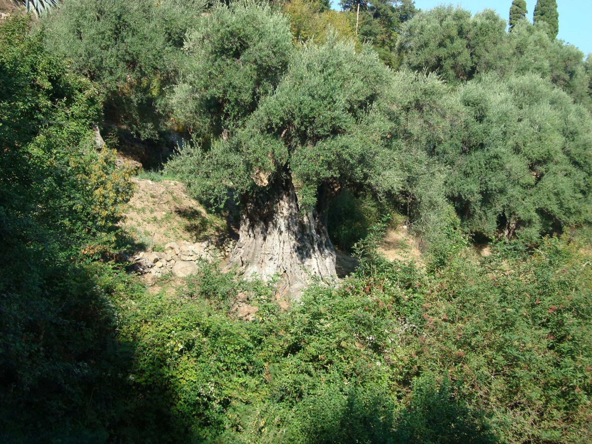 Costa Di Sognu Βίλα Εξωτερικό φωτογραφία